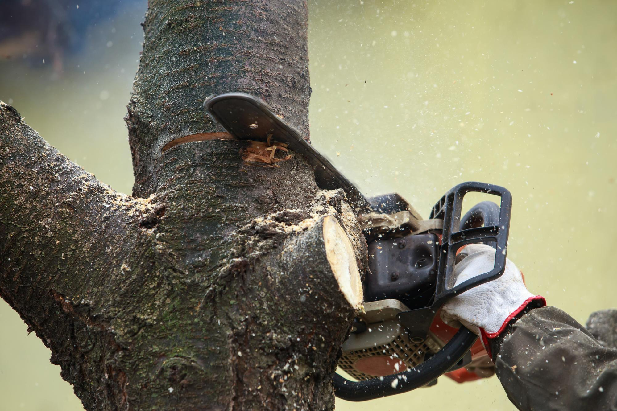 Elagage abattage arbre - Taille sanitaire et suppression du bois mort Elagage abattage arbre - Taille sanitaire et suppression du bois mort